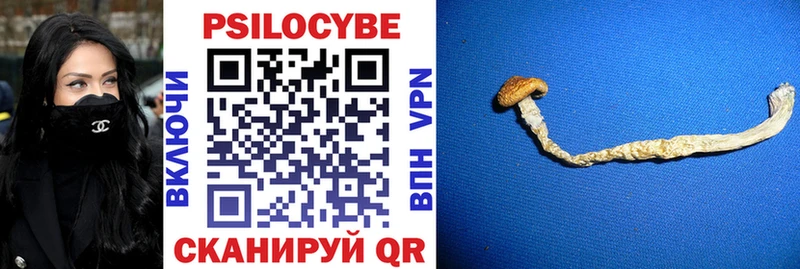 где купить наркоту  Михайловск  Псилоцибиновые грибы Psilocybe 